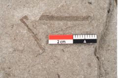 Foto (Detailansicht) von Puccinites zosterae Ettingshausen (NHMW-GEO-2024-0188-6619)
